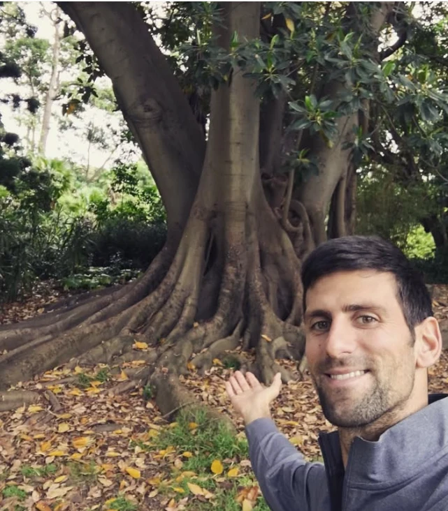 tree1.png
